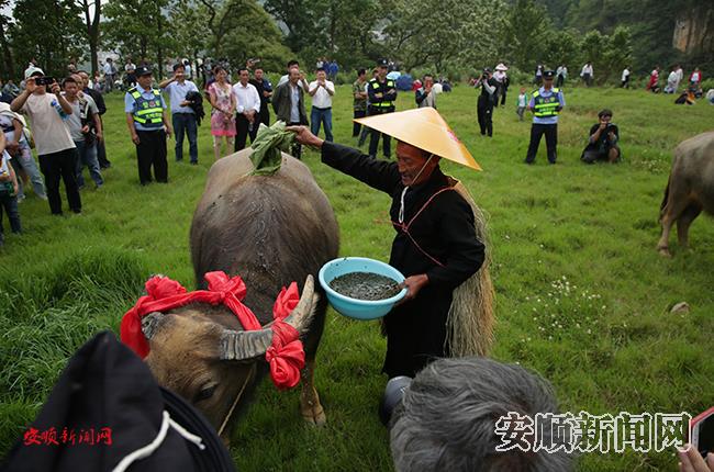 洗牛1.JPG