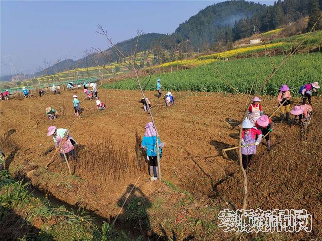 我市各地中药材产业有序复工复产