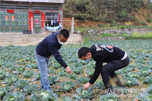 罗雪松查看甘蓝长势.jpg 罗雪松查看甘蓝长势.jpg