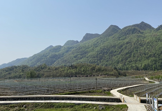 桐上坝区瓜蒌种植带1.jpg