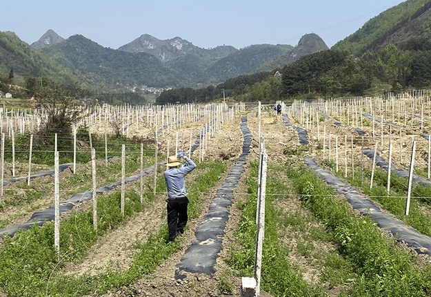 技术人员在瓜蒌种植带里立桩拉网1.jpg
