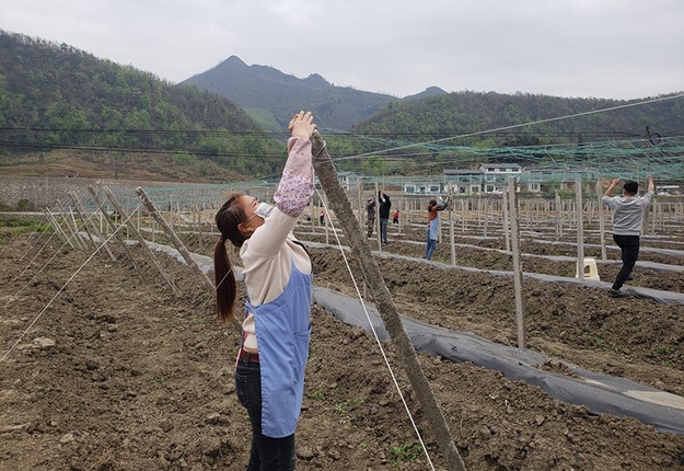 桐上村村民们在瓜蒌种植带里犁土立桩1.jpg