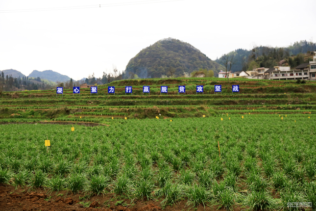 普定靛山坝区韭黄基地