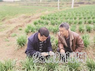 平坝塘约村：蔬菜遭遇病虫害 专家出招帮消除 