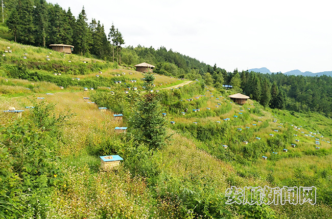 紫云五峰街道： 借“林”发力绘“钱”景