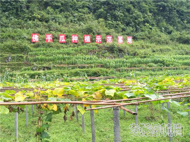紫云大营镇：土地流转产业兴  老百姓“领双薪”