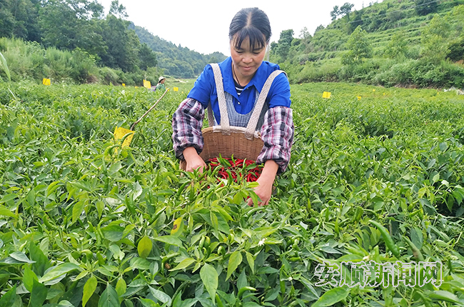 紫云平塘村： 产业多点开花 村民增收路宽
