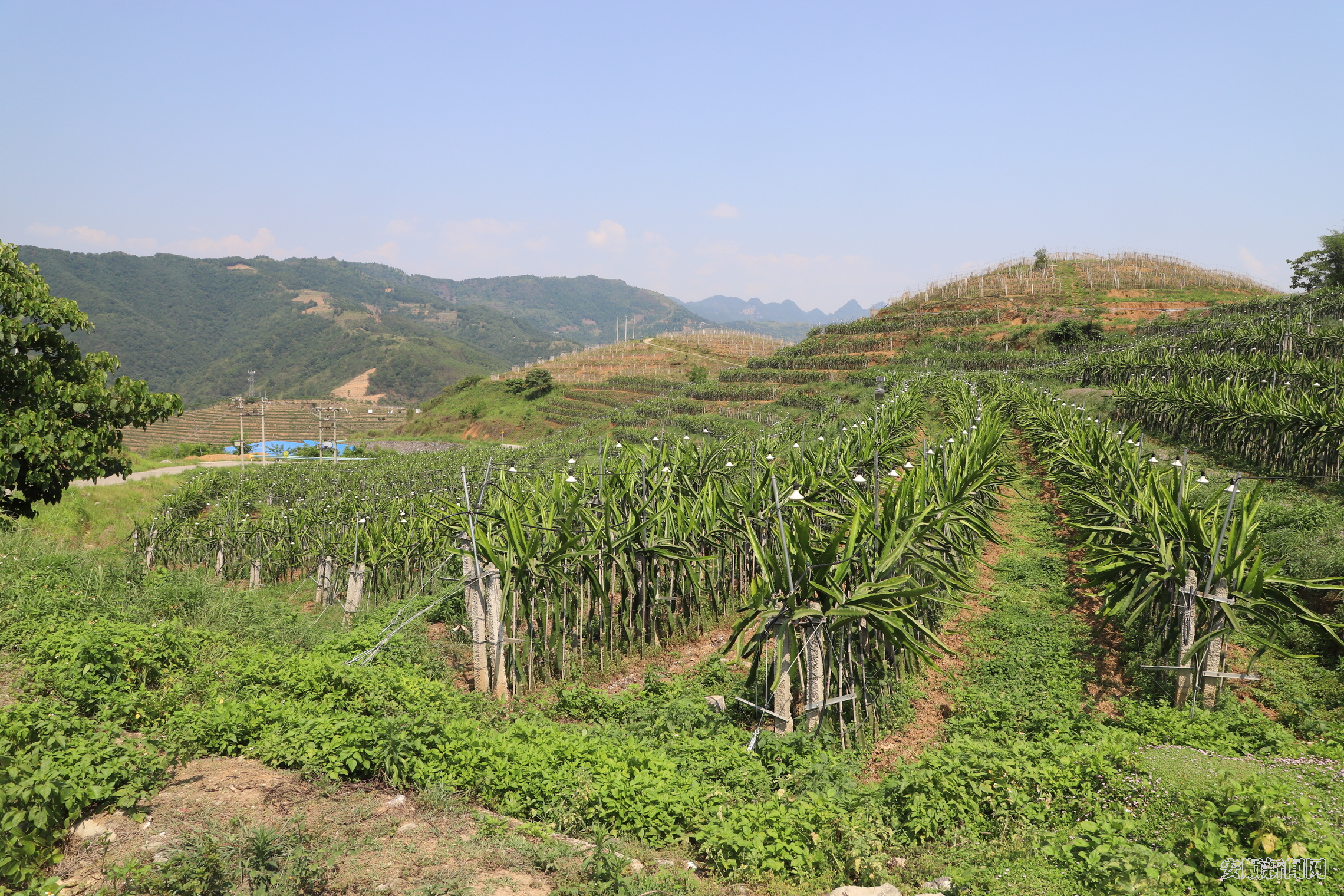 镇宁良田镇坝草村：迈步走上“高速路 ”  产业兴旺村民富