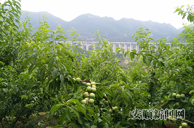 火花镇： 高速通 客商来