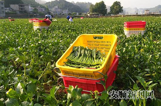 坝羊镇红院村红院蔬菜园