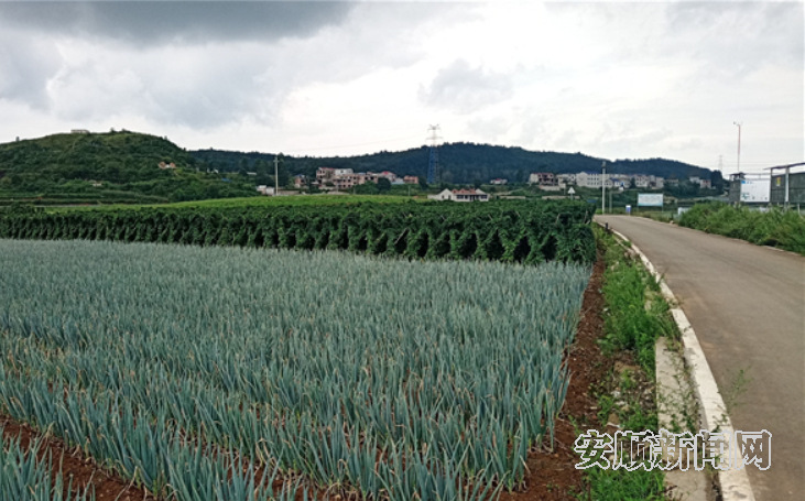 西秀区对长沙村：齐心扮靓幸福家园