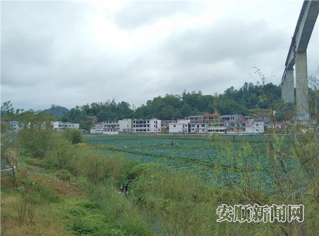 普定焦家村：宜居乡村创建绘新景