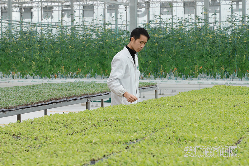 马厂镇技术员正在智慧农业玻璃大棚内查看蔬菜长势 马厂镇技术员正在智慧农业玻璃大棚内查看蔬菜长势