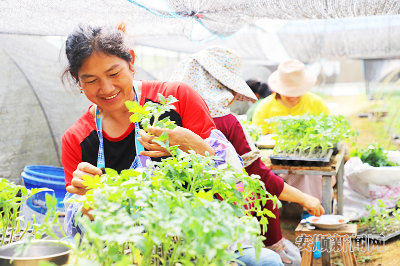 关岭蔬菜育苗中心：初夏蔬菜育苗忙