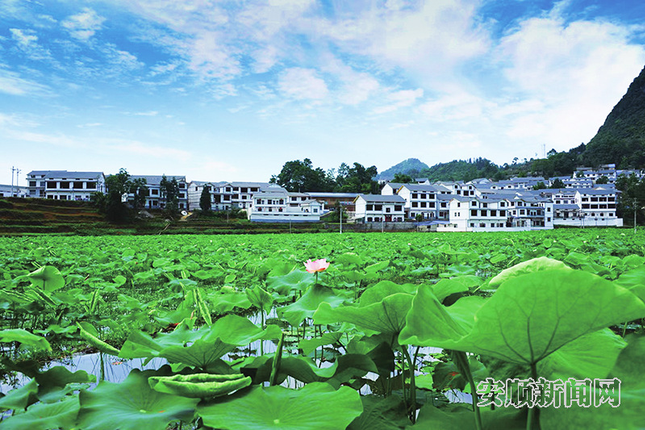 普定水井村