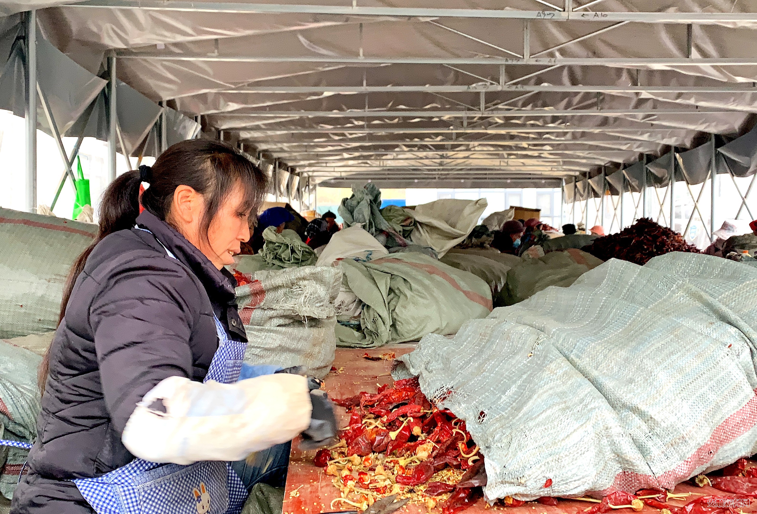 关岭椒香源食品有限公司：铆足干劲开好局，力争今年产值突破亿元