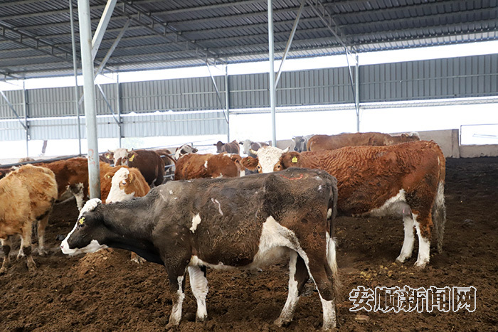 安顺:做大肉牛总量 做强肉牛产业