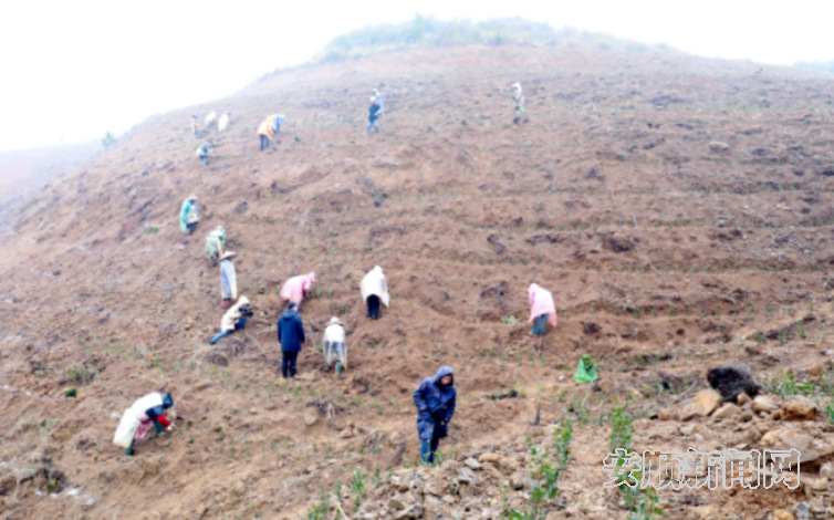 奋进的春天 | 关岭顶云街道：引企共建万亩生态茶园