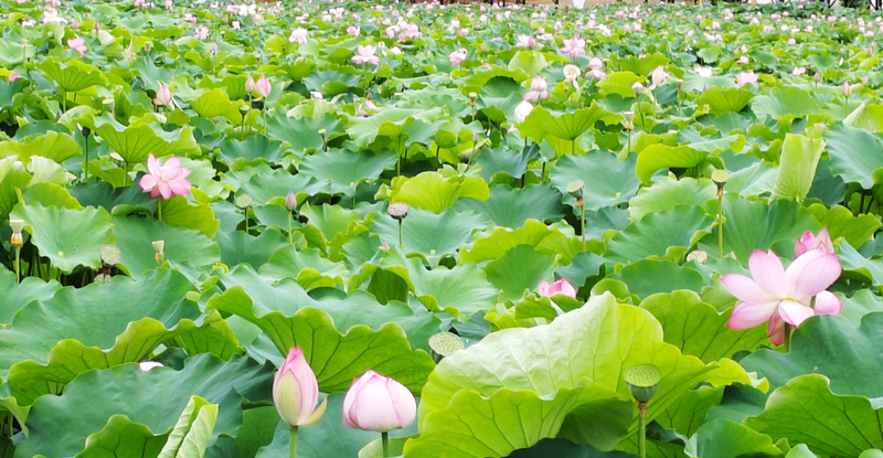花开正艳.jpg