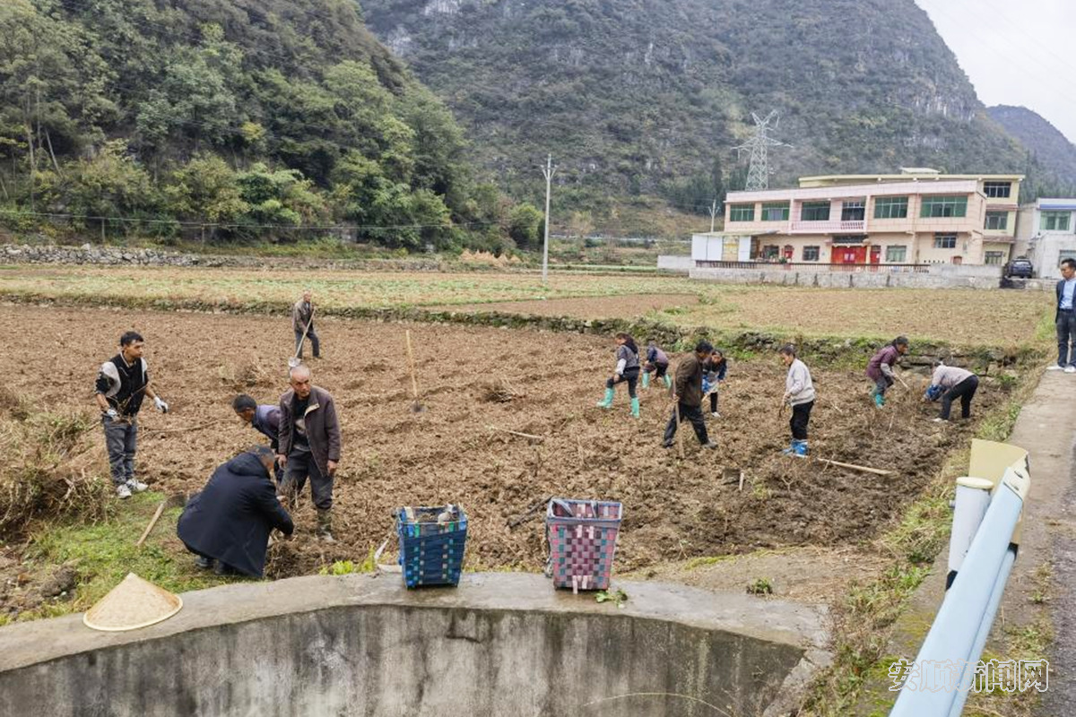 幺铺镇两河村：引种金银花 铺就致富路