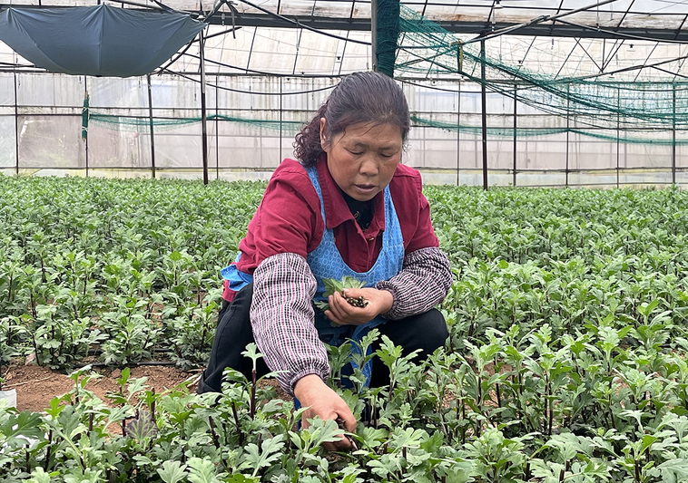 贵州大黔山生态农业有限公司:春风育菊绽新-FZ1002613091.jpg