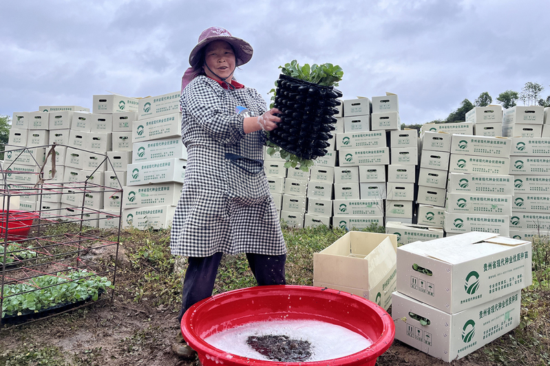 工人正在给莲花白幼苗浸水-FZ1002628407.jpg