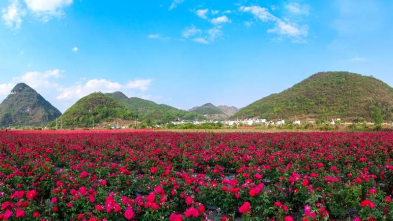 沙湾实用玫瑰基地-FZ1002765515.jpeg