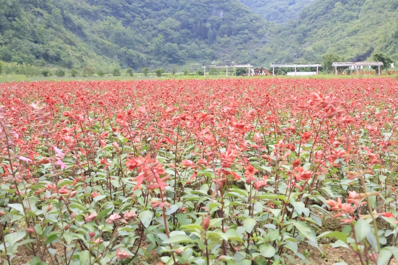 龙宫花之奇缘:以花为媒 绽放乡村振兴新图-FZ1002856613.JPG