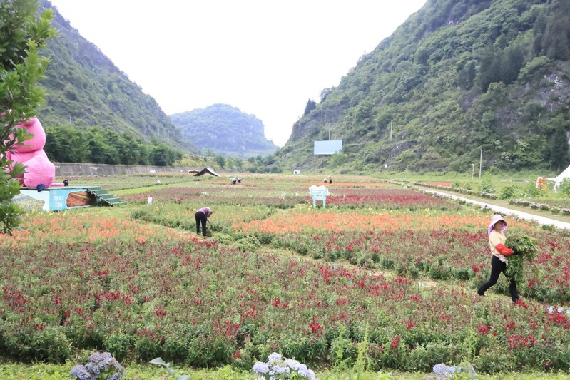 龙宫花之奇缘:以花为媒 绽放乡村振兴新图-FZ1002856608.JPG