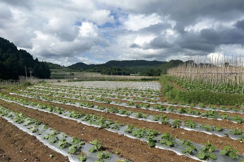 兴旺村蔬菜田地-FZ1002905303.jpg