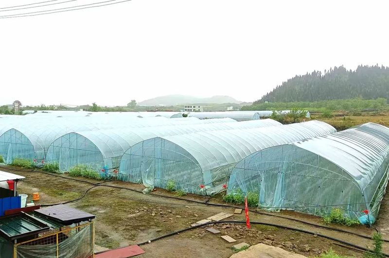 和兴村草莓大棚.jpg