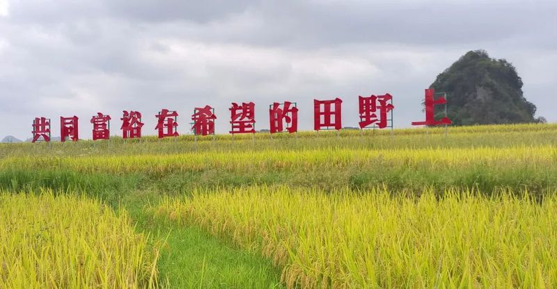 平坝区白云镇昊禹米业水稻种植基地-FZ10021167659.jpg